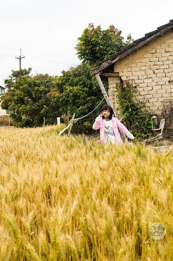 台中市大雅區台中活動|2024大雅小麥文化節龍轉麥田趣開跑-棧板巨龍、麵田稻草人創作展、親子手作、必拍麥田裝置藝|地點