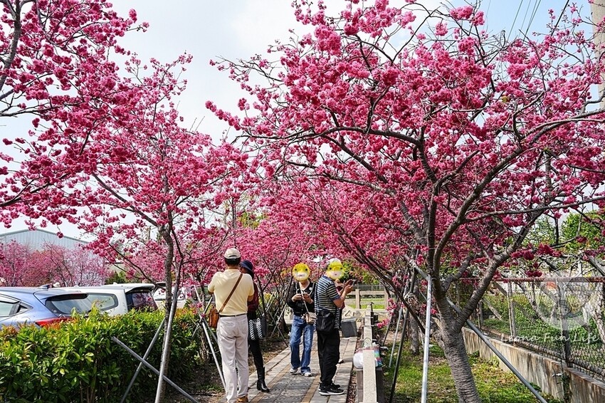 台中市后里區2024 泰安櫻花季|全台最美的派出所櫻花綻放大開中,還有能順道採草莓吃周邊美食!|賞花吃什麼|停車交通資訊|