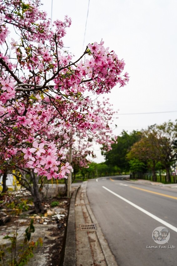 台中市新社區台中新社|山城首座6.3米高櫻花主題溜滑梯開放使用,櫻花特色共融遊戲場,櫻花季賞花最佳去處|新社復盛公園