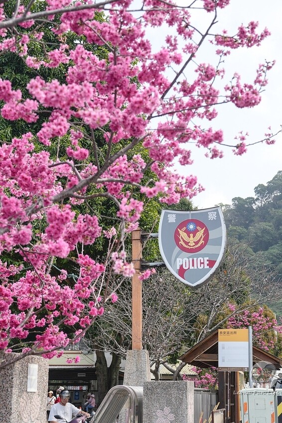 台中市后里區2024 泰安櫻花季|全台最美的派出所櫻花綻放大開中,還有能順道採草莓吃周邊美食!|賞花吃什麼|停車交通資訊|