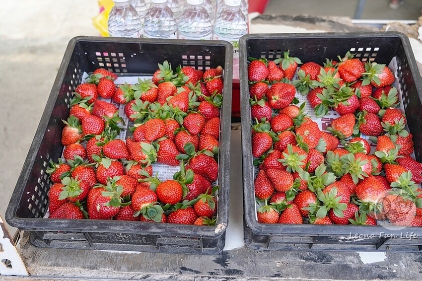 台中市后里區2024 泰安櫻花季|全台最美的派出所櫻花綻放大開中,還有能順道採草莓吃周邊美食!|賞花吃什麼|停車交通資訊|