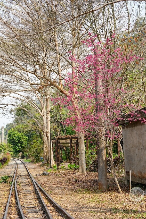 台中市后里區2024 泰安櫻花季|全台最美的派出所櫻花綻放大開中,還有能順道採草莓吃周邊美食!|賞花吃什麼|停車交通資訊|