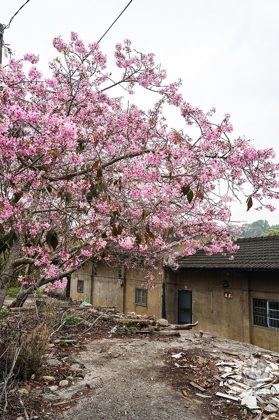 台中市新社區台中新社|山城首座6.3米高櫻花主題溜滑梯開放使用,櫻花特色共融遊戲場,櫻花季賞花最佳去處|新社復盛公園