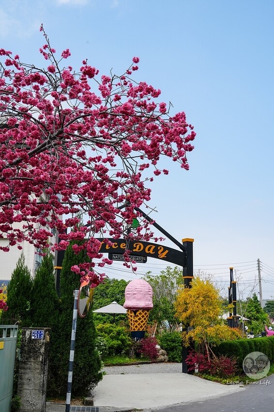 台中市后里區2024 泰安櫻花季|全台最美的派出所櫻花綻放大開中,還有能順道採草莓吃周邊美食!|賞花吃什麼|停車交通資訊|