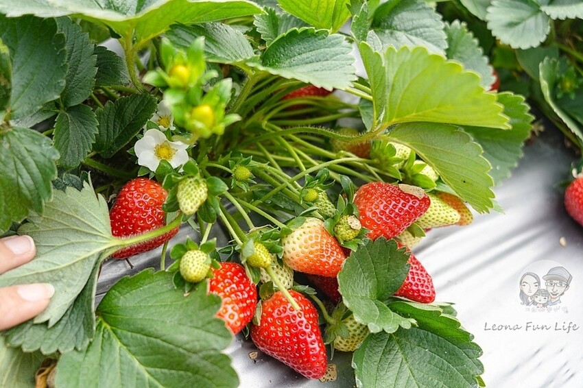 台中市后里區2024 泰安櫻花季|全台最美的派出所櫻花綻放大開中,還有能順道採草莓吃周邊美食!|賞花吃什麼|停車交通資訊|