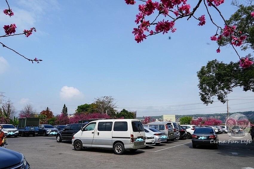 台中市后里區2024 泰安櫻花季|全台最美的派出所櫻花綻放大開中,還有能順道採草莓吃周邊美食!|賞花吃什麼|停車交通資訊|