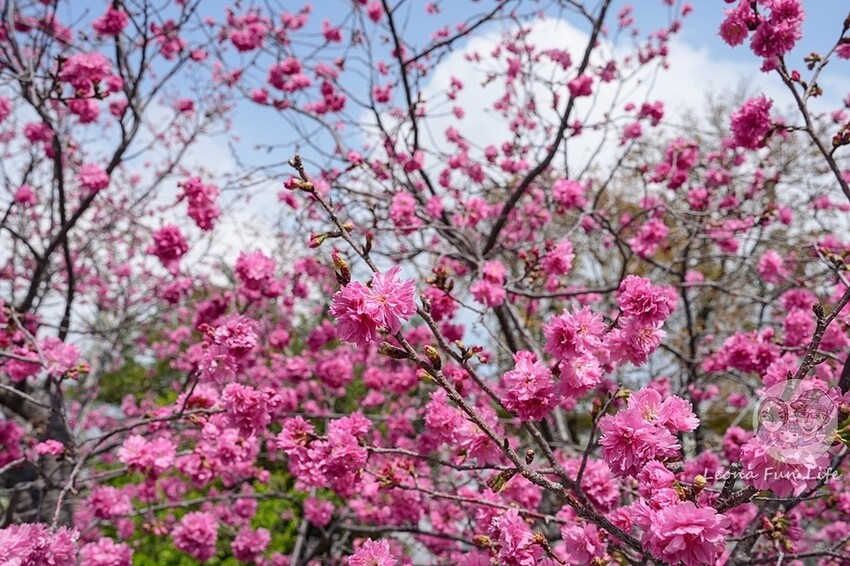 台中市后里區2024 泰安櫻花季|全台最美的派出所櫻花綻放大開中,還有能順道採草莓吃周邊美食!|賞花吃什麼|停車交通資訊|