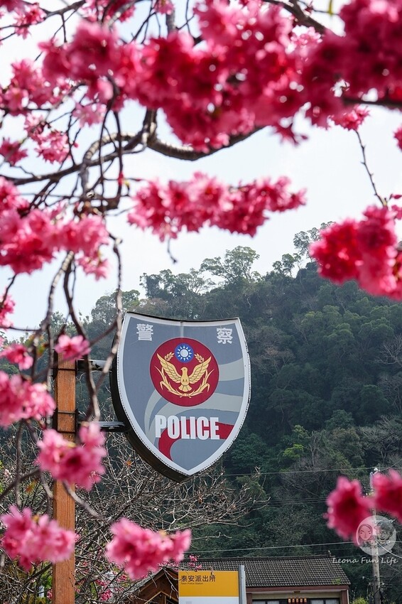 台中市后里區2024 泰安櫻花季|全台最美的派出所櫻花綻放大開中,還有能順道採草莓吃周邊美食!|賞花吃什麼|停車交通資訊|