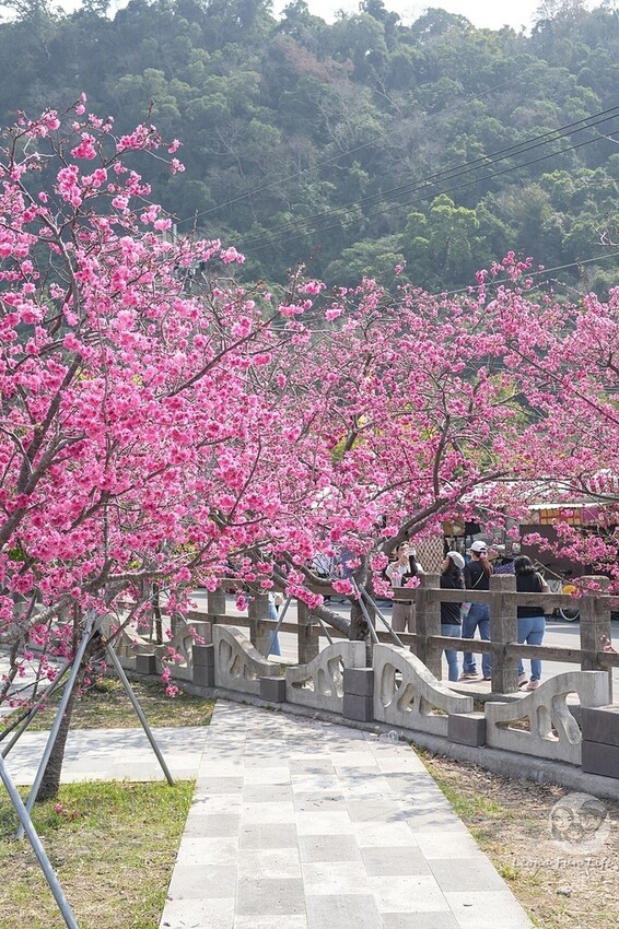 台中市后里區2024 泰安櫻花季|全台最美的派出所櫻花綻放大開中,還有能順道採草莓吃周邊美食!|賞花吃什麼|停車交通資訊|