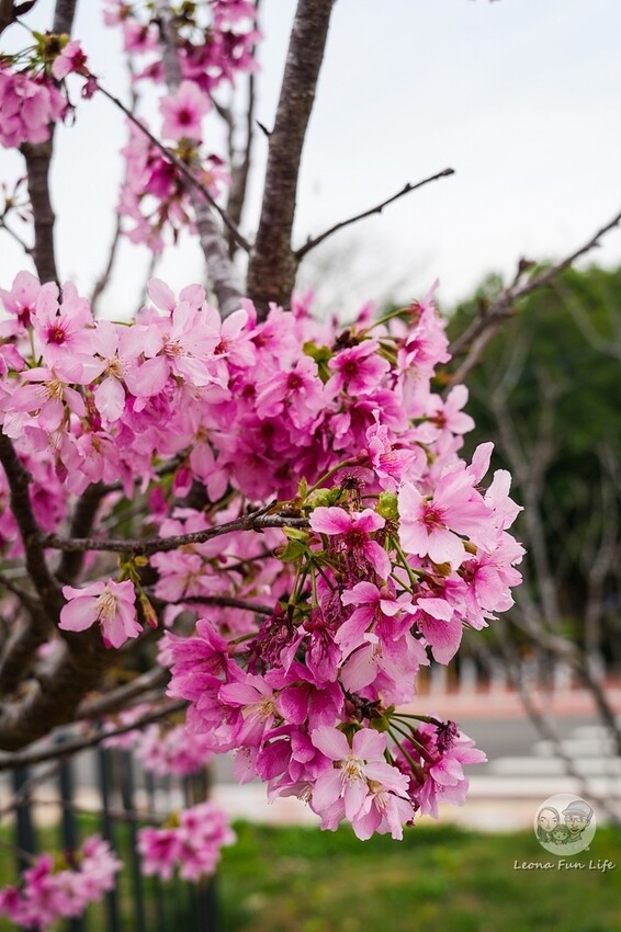 台中市新社區台中新社|山城首座6.3米高櫻花主題溜滑梯開放使用,櫻花特色共融遊戲場,櫻花季賞花最佳去處|新社復盛公園