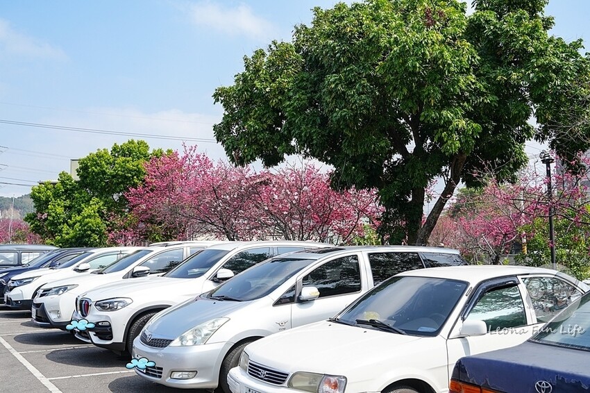 台中市后里區2024 泰安櫻花季|全台最美的派出所櫻花綻放大開中,還有能順道採草莓吃周邊美食!|賞花吃什麼|停車交通資訊|