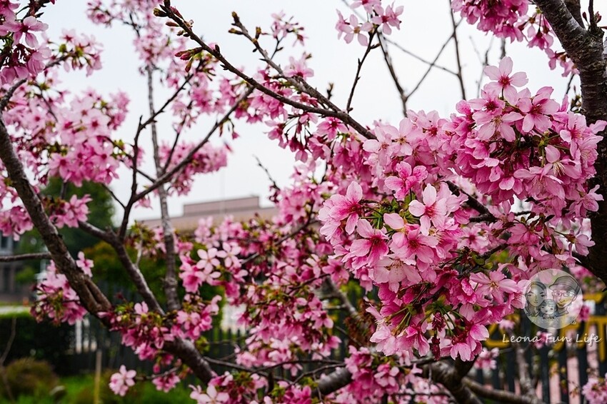 台中市新社區台中新社|山城首座6.3米高櫻花主題溜滑梯開放使用,櫻花特色共融遊戲場,櫻花季賞花最佳去處|新社復盛公園