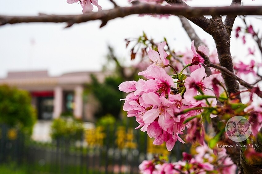 台中市新社區台中新社|山城首座6.3米高櫻花主題溜滑梯開放使用,櫻花特色共融遊戲場,櫻花季賞花最佳去處|新社復盛公園