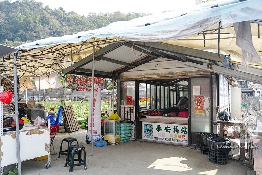 台中市后里區2024 泰安櫻花季|全台最美的派出所櫻花綻放大開中,還有能順道採草莓吃周邊美食!|賞花吃什麼|停車交通資訊|