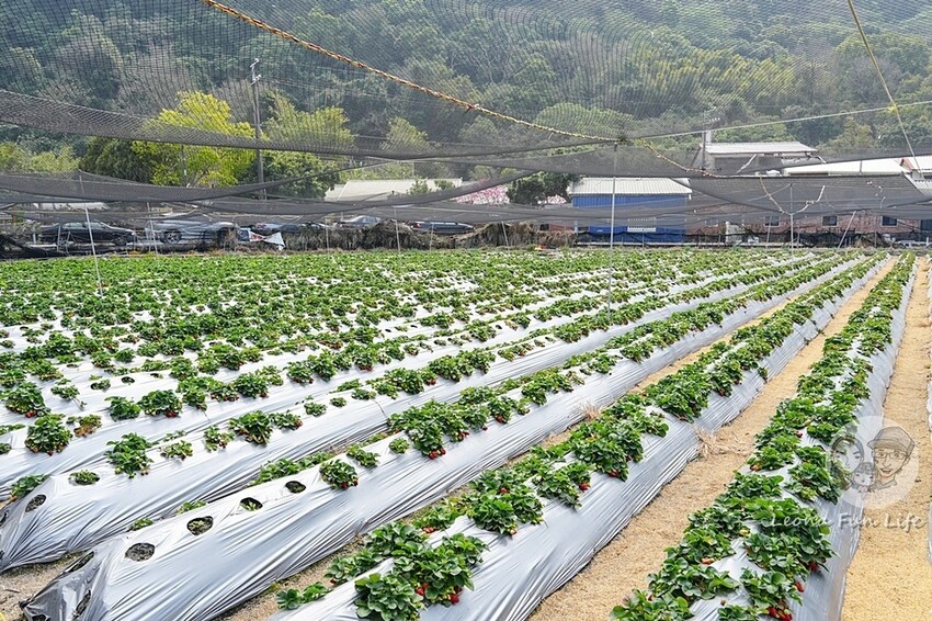 台中市后里區2024 泰安櫻花季|全台最美的派出所櫻花綻放大開中,還有能順道採草莓吃周邊美食!|賞花吃什麼|停車交通資訊|