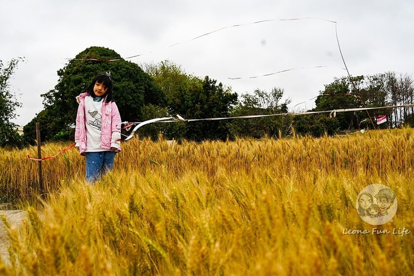 台中市大雅區台中活動|2024大雅小麥文化節龍轉麥田趣開跑-棧板巨龍、麵田稻草人創作展、親子手作、必拍麥田裝置藝|地點