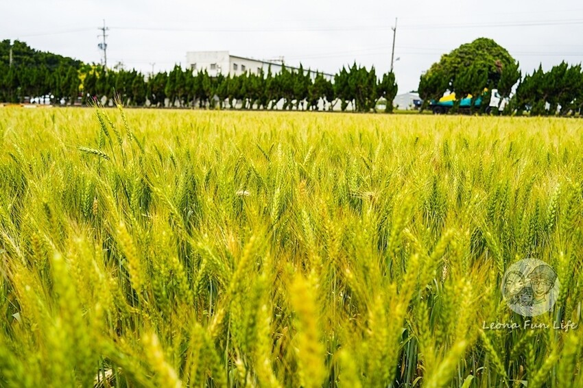 台中市大雅區台中活動|2024大雅小麥文化節龍轉麥田趣開跑-棧板巨龍、麵田稻草人創作展、親子手作、必拍麥田裝置藝|地點