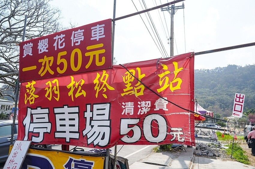 台中市后里區2024 泰安櫻花季|全台最美的派出所櫻花綻放大開中,還有能順道採草莓吃周邊美食!|賞花吃什麼|停車交通資訊|