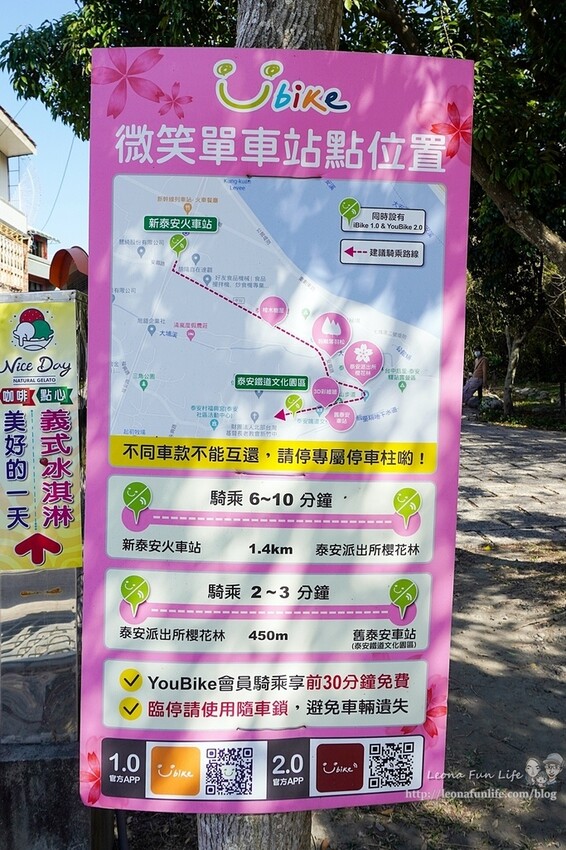 台中市后里區2024 泰安櫻花季|全台最美的派出所櫻花綻放大開中,還有能順道採草莓吃周邊美食!|賞花吃什麼|停車交通資訊|