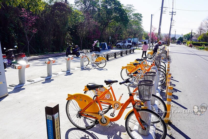 台中市后里區2024 泰安櫻花季|全台最美的派出所櫻花綻放大開中,還有能順道採草莓吃周邊美食!|賞花吃什麼|停車交通資訊|