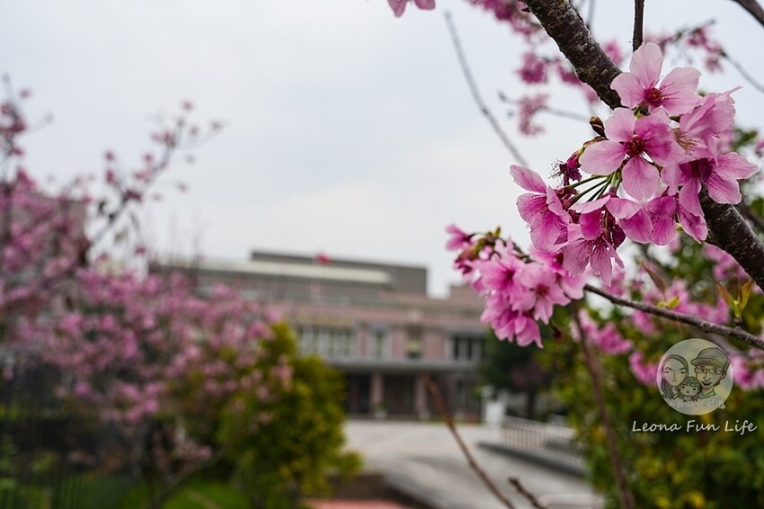 台中市新社區台中新社|山城首座6.3米高櫻花主題溜滑梯開放使用,櫻花特色共融遊戲場,櫻花季賞花最佳去處|新社復盛公園