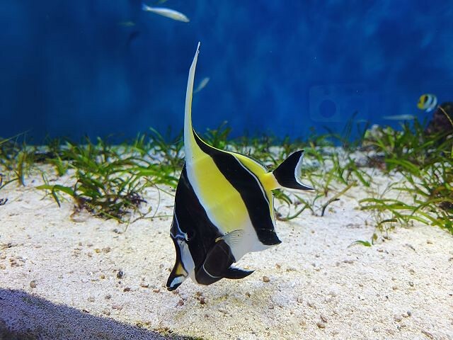 桃園市中壢區Xpark水族館 | 桃園親子景點推薦．探索奇幻的海底世界．療癒感十足的視覺體驗