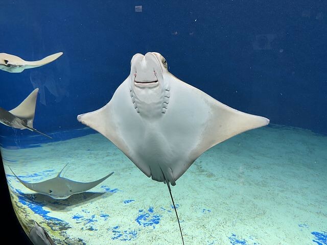 桃園市中壢區Xpark水族館 | 桃園親子景點推薦．探索奇幻的海底世界．療癒感十足的視覺體驗
