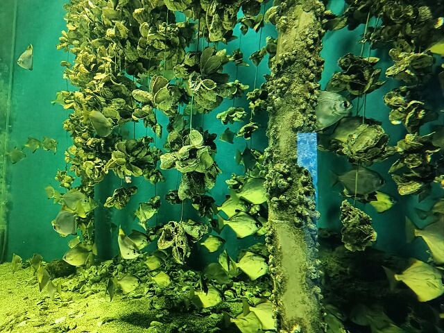 桃園市中壢區Xpark水族館 | 桃園親子景點推薦．探索奇幻的海底世界．療癒感十足的視覺體驗