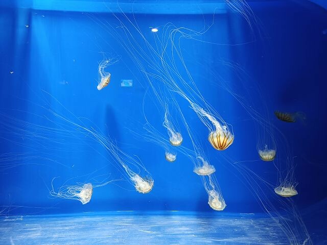 桃園市中壢區Xpark水族館 | 桃園親子景點推薦．探索奇幻的海底世界．療癒感十足的視覺體驗