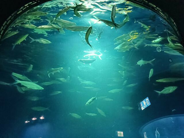 桃園市中壢區Xpark水族館 | 桃園親子景點推薦．探索奇幻的海底世界．療癒感十足的視覺體驗