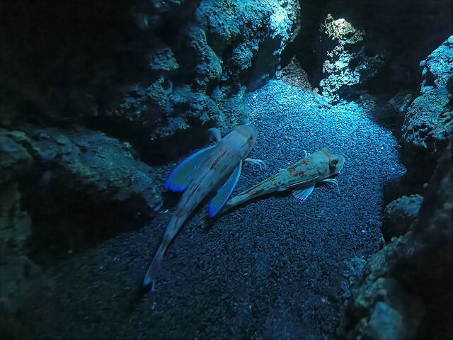 桃園市中壢區Xpark水族館 | 桃園親子景點推薦．探索奇幻的海底世界．療癒感十足的視覺體驗