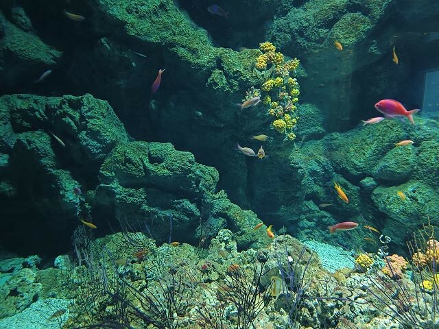 桃園市中壢區Xpark水族館 | 桃園親子景點推薦．探索奇幻的海底世界．療癒感十足的視覺體驗