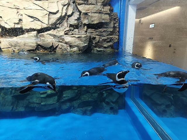 桃園市中壢區Xpark水族館 | 桃園親子景點推薦．探索奇幻的海底世界．療癒感十足的視覺體驗