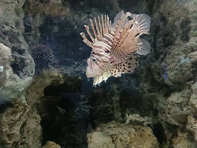 桃園市中壢區Xpark水族館 | 桃園親子景點推薦．探索奇幻的海底世界．療癒感十足的視覺體驗