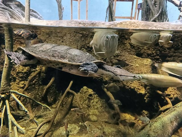 桃園市中壢區Xpark水族館 | 桃園親子景點推薦．探索奇幻的海底世界．療癒感十足的視覺體驗
