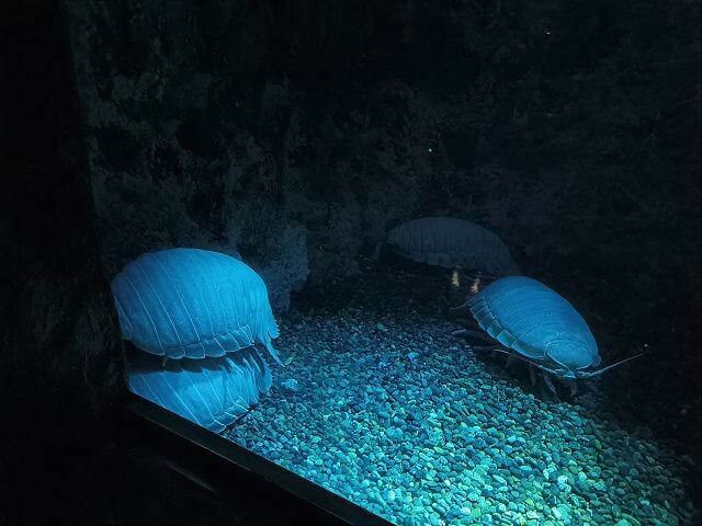 桃園市中壢區Xpark水族館 | 桃園親子景點推薦．探索奇幻的海底世界．療癒感十足的視覺體驗