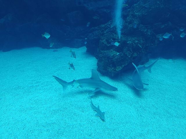 桃園市中壢區Xpark水族館 | 桃園親子景點推薦．探索奇幻的海底世界．療癒感十足的視覺體驗