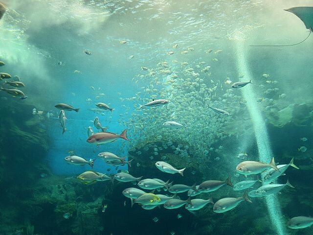 桃園市中壢區Xpark水族館 | 桃園親子景點推薦．探索奇幻的海底世界．療癒感十足的視覺體驗