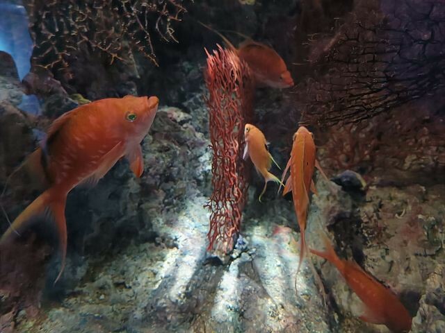 桃園市中壢區Xpark水族館 | 桃園親子景點推薦．探索奇幻的海底世界．療癒感十足的視覺體驗