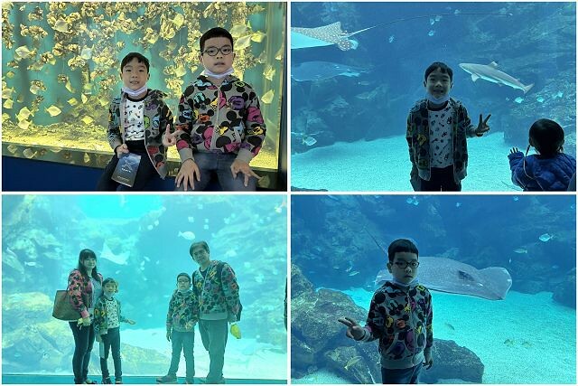 桃園市中壢區Xpark水族館 | 桃園親子景點推薦．探索奇幻的海底世界．療癒感十足的視覺體驗