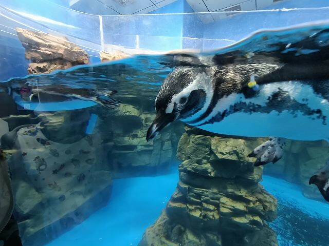 桃園市中壢區Xpark水族館 | 桃園親子景點推薦．探索奇幻的海底世界．療癒感十足的視覺體驗