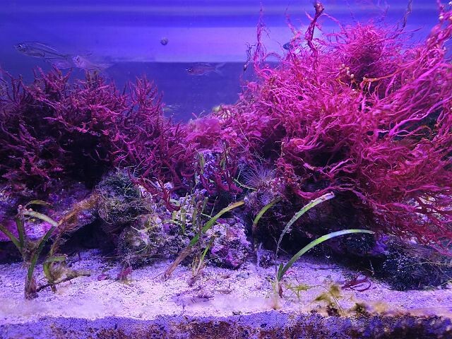 桃園市中壢區Xpark水族館 | 桃園親子景點推薦．探索奇幻的海底世界．療癒感十足的視覺體驗