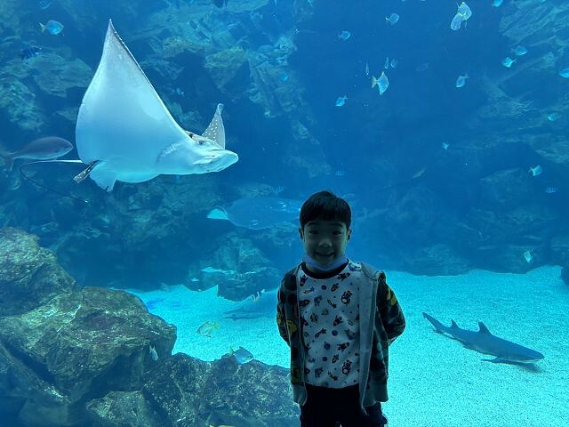 桃園市中壢區Xpark水族館 | 桃園親子景點推薦．探索奇幻的海底世界．療癒感十足的視覺體驗