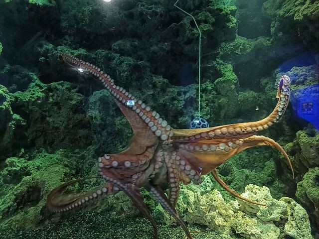 桃園市中壢區Xpark水族館 | 桃園親子景點推薦．探索奇幻的海底世界．療癒感十足的視覺體驗