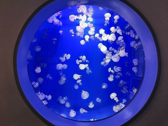 桃園市中壢區Xpark水族館 | 桃園親子景點推薦．探索奇幻的海底世界．療癒感十足的視覺體驗