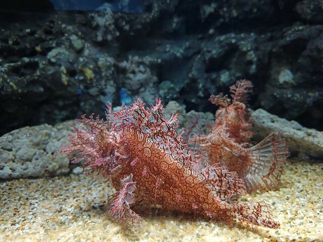 桃園市中壢區Xpark水族館 | 桃園親子景點推薦．探索奇幻的海底世界．療癒感十足的視覺體驗