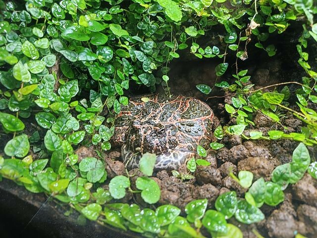 桃園市中壢區Xpark水族館 | 桃園親子景點推薦．探索奇幻的海底世界．療癒感十足的視覺體驗