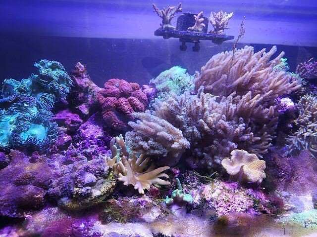 桃園市中壢區Xpark水族館 | 桃園親子景點推薦．探索奇幻的海底世界．療癒感十足的視覺體驗