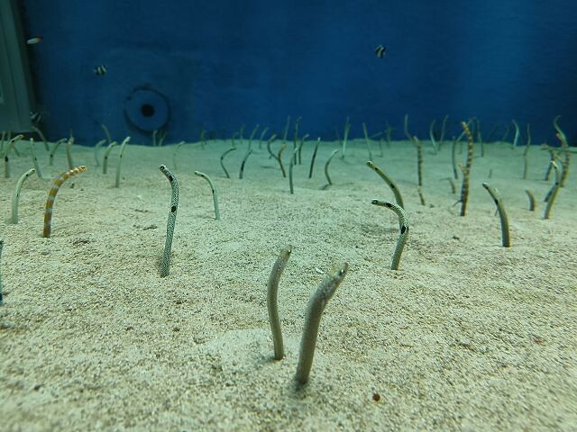 桃園市中壢區Xpark水族館 | 桃園親子景點推薦．探索奇幻的海底世界．療癒感十足的視覺體驗