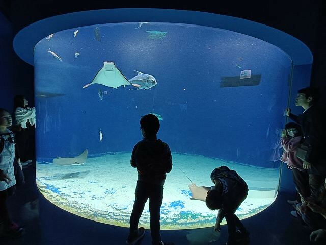 桃園市中壢區Xpark水族館 | 桃園親子景點推薦．探索奇幻的海底世界．療癒感十足的視覺體驗